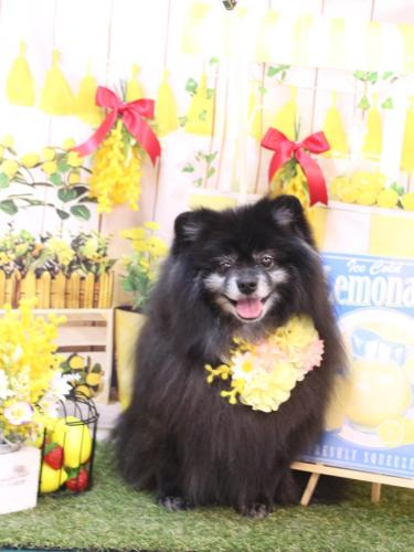 20240403ふわりちゃん